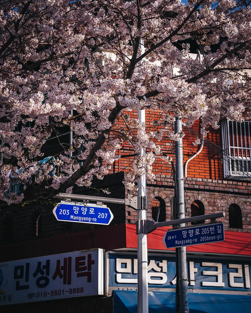 Cherry Blossoms In Japan By Ryosuke Kosuge