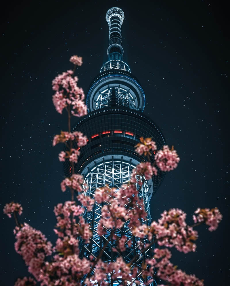 Cherry Blossoms In Japan By Ryosuke Kosuge