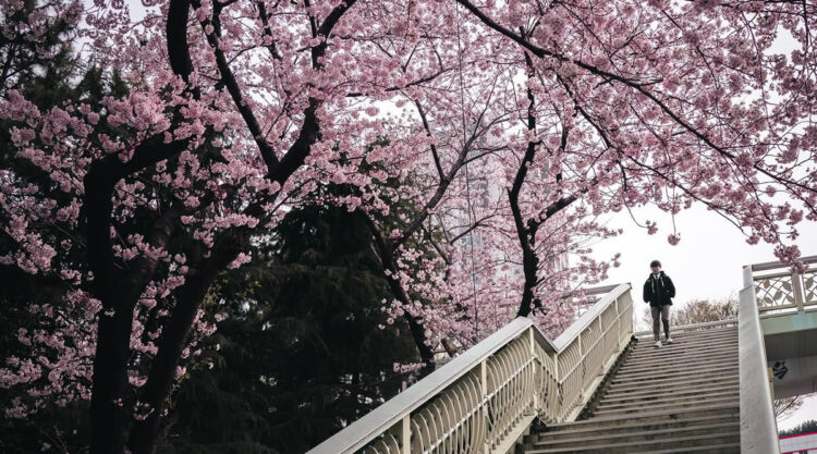 Cherry Blossoms In Japan By Ryosuke Kosuge