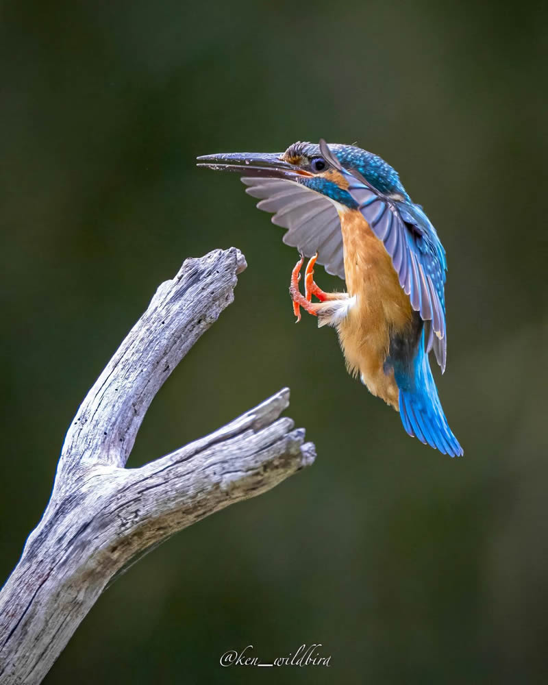 Kingfisher Bird Photography By Ken