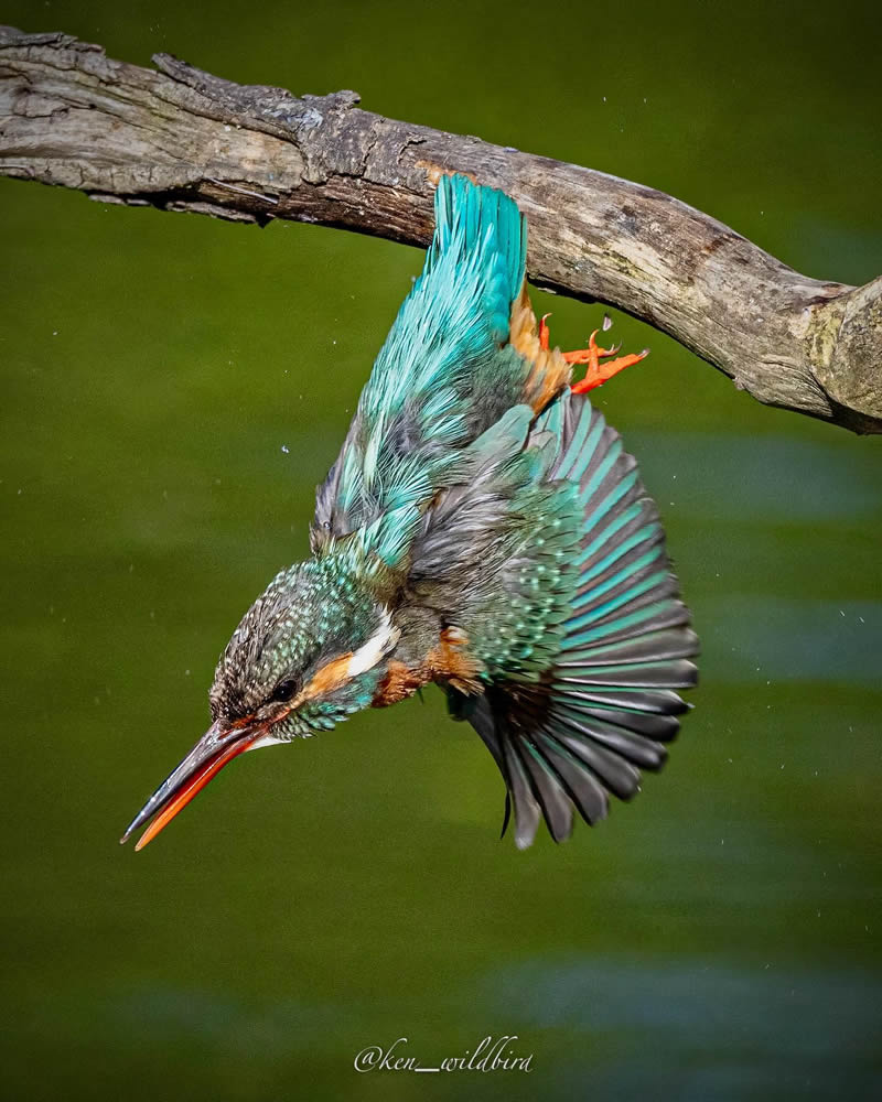 Kingfisher Bird Photography By Ken