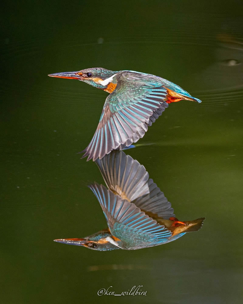 Kingfisher Bird Photography By Ken