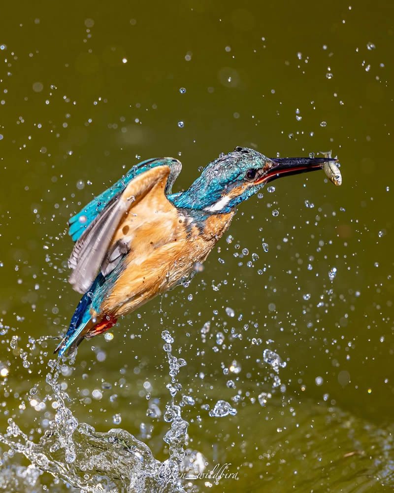 Kingfisher Bird Photography By Ken