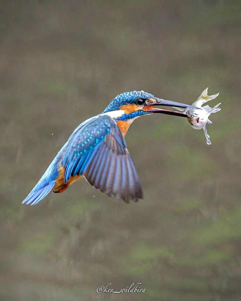 Kingfisher Bird Photography By Ken