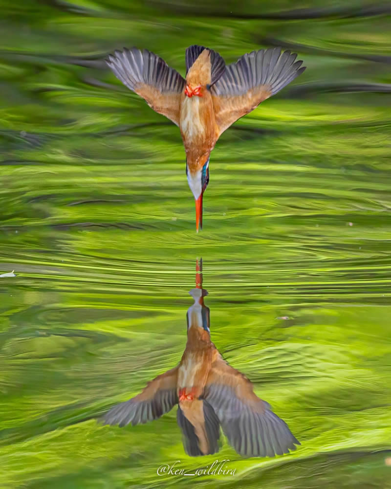 Kingfisher Bird Photography By Ken