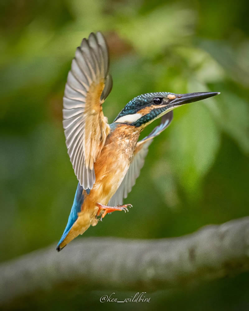 Kingfisher Bird Photography By Ken