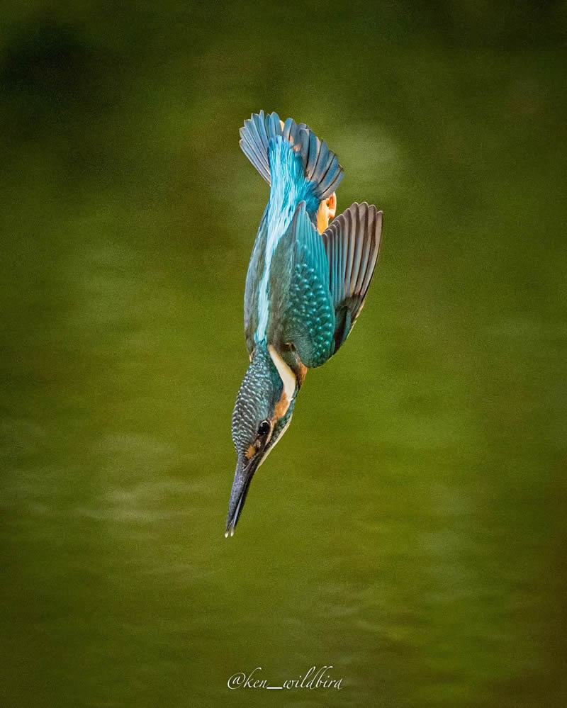 Kingfisher Bird Photography By Ken