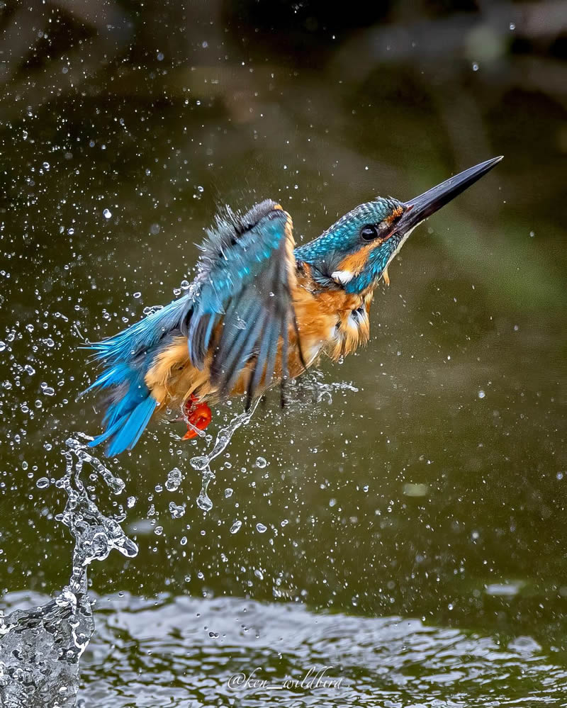 Kingfisher Bird Photography By Ken