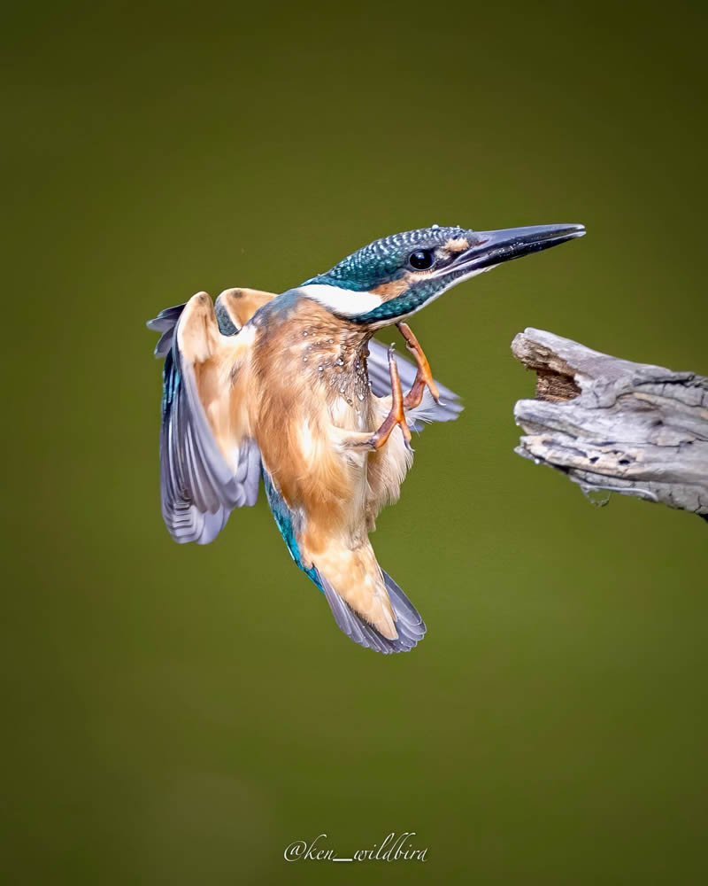 Kingfisher Bird Photography By Ken