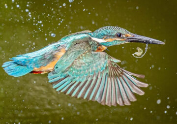 Kingfisher Bird Photography By Ken