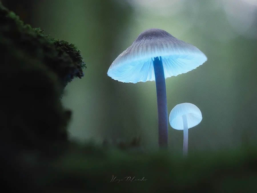 Mesmerizing Macro Photos Of Mushrooms By Iliya Delivichev