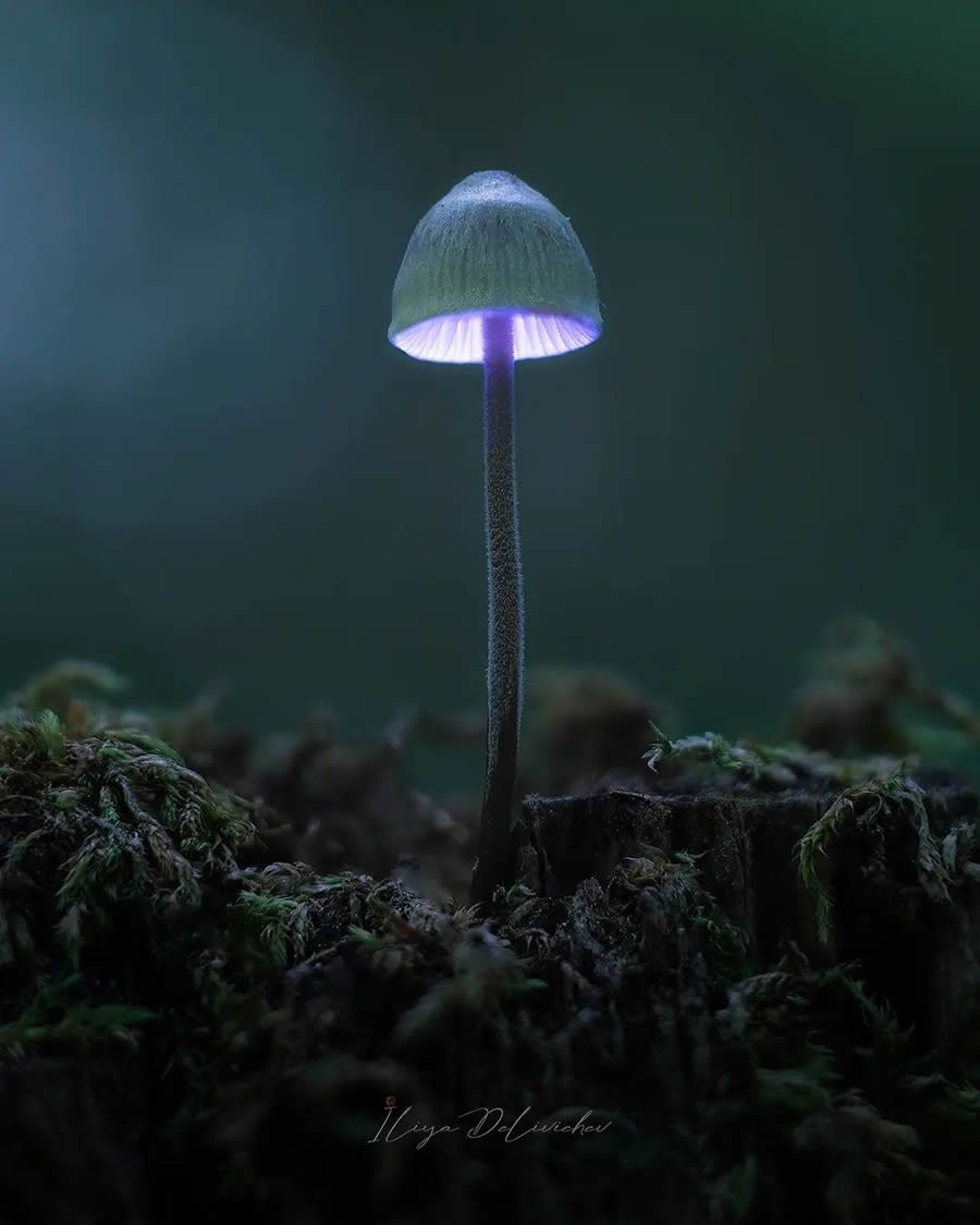 Mesmerizing Macro Photos Of Mushrooms By Iliya Delivichev