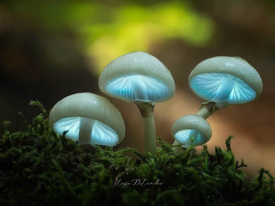 Mesmerizing Macro Photos Of Mushrooms By Iliya Delivichev