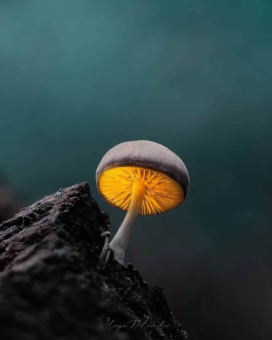 Mesmerizing Macro Photos Of Mushrooms By Iliya Delivichev