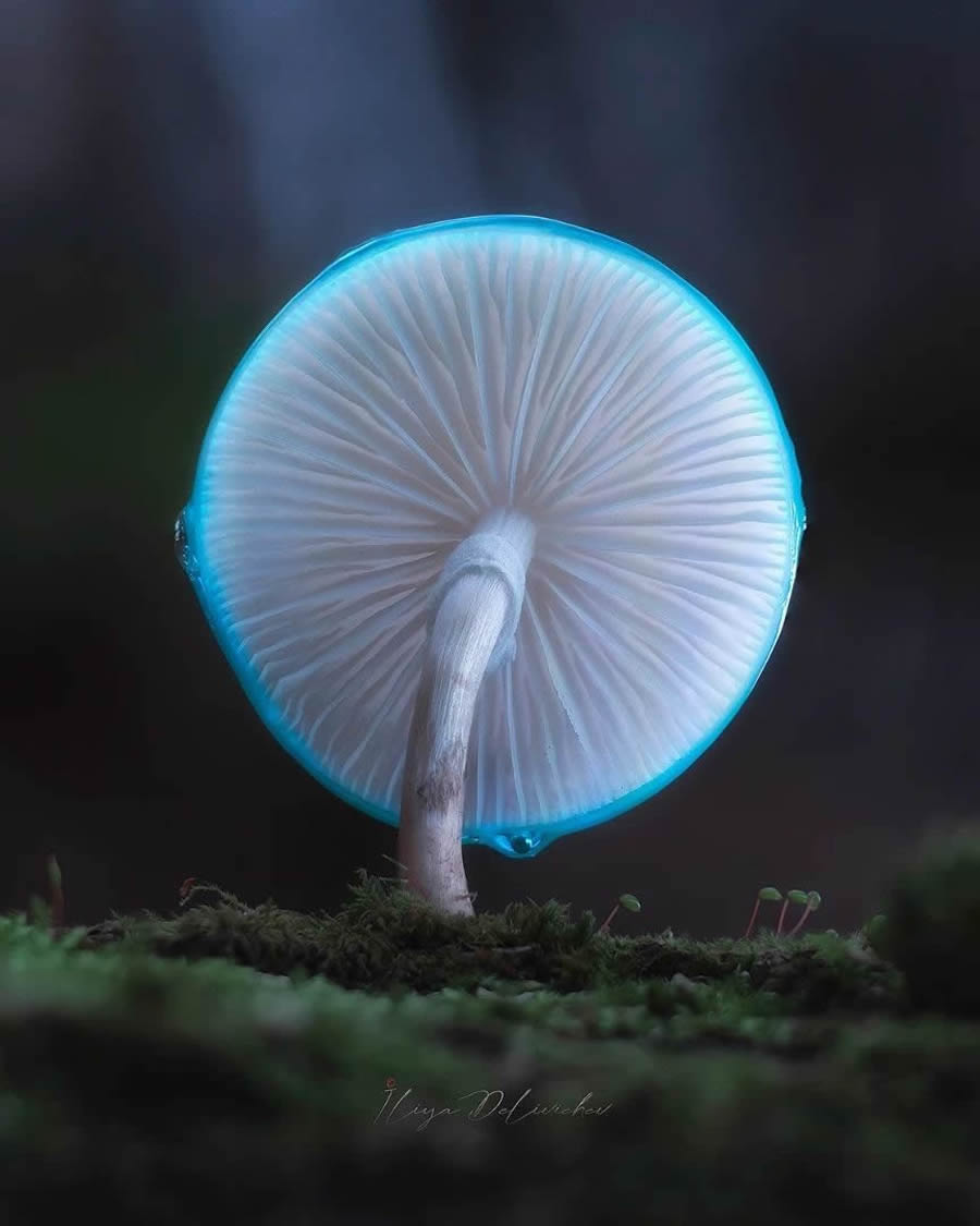 Mesmerizing Macro Photos Of Mushrooms By Iliya Delivichev