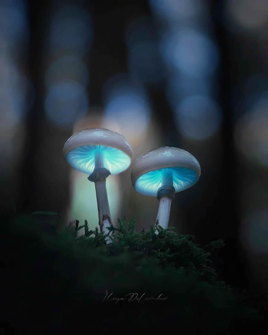 Mesmerizing Macro Photos Of Mushrooms By Iliya Delivichev