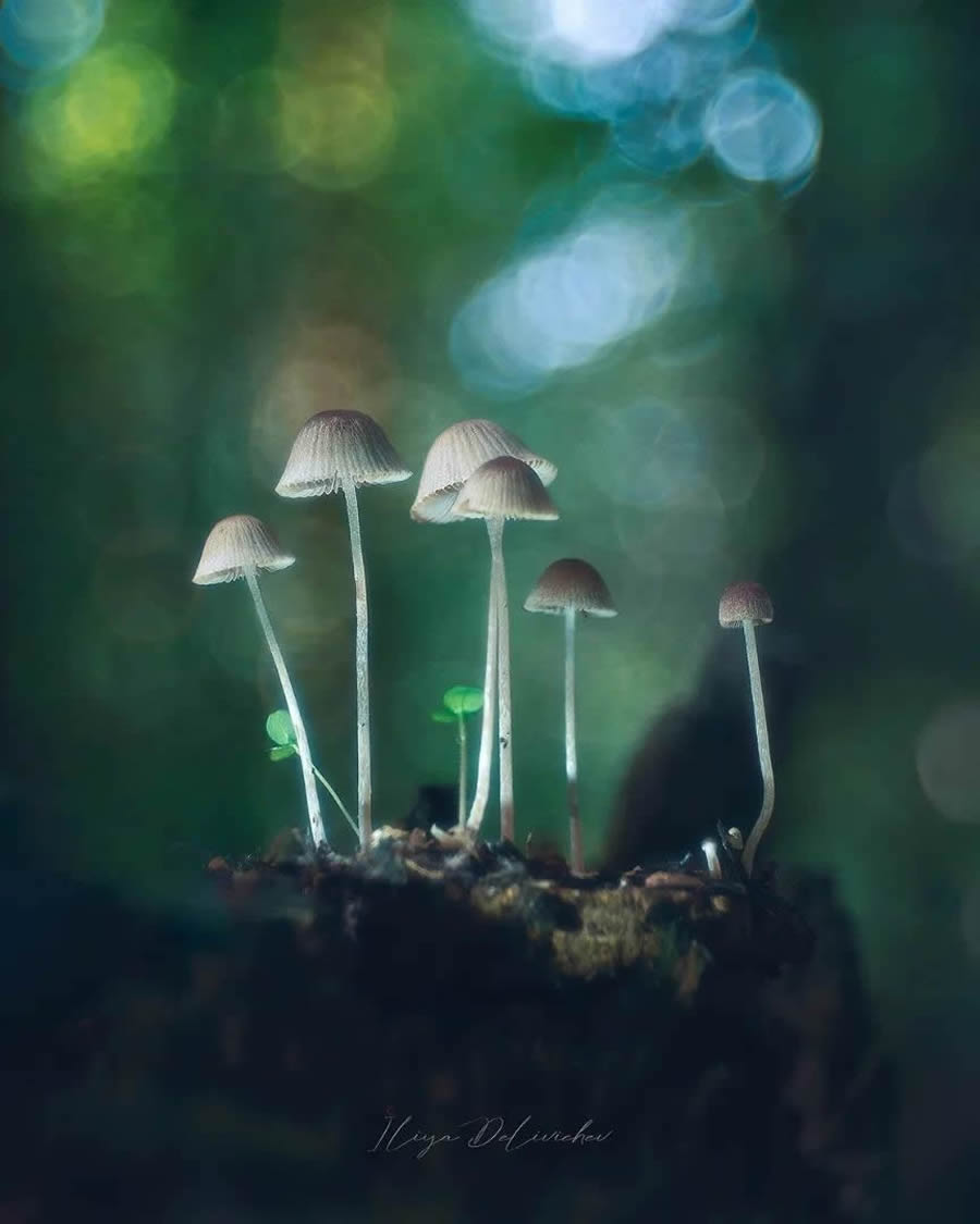 Mesmerizing Macro Photos Of Mushrooms By Iliya Delivichev