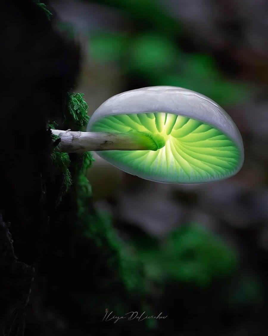 Mesmerizing Macro Photos Of Mushrooms By Iliya Delivichev