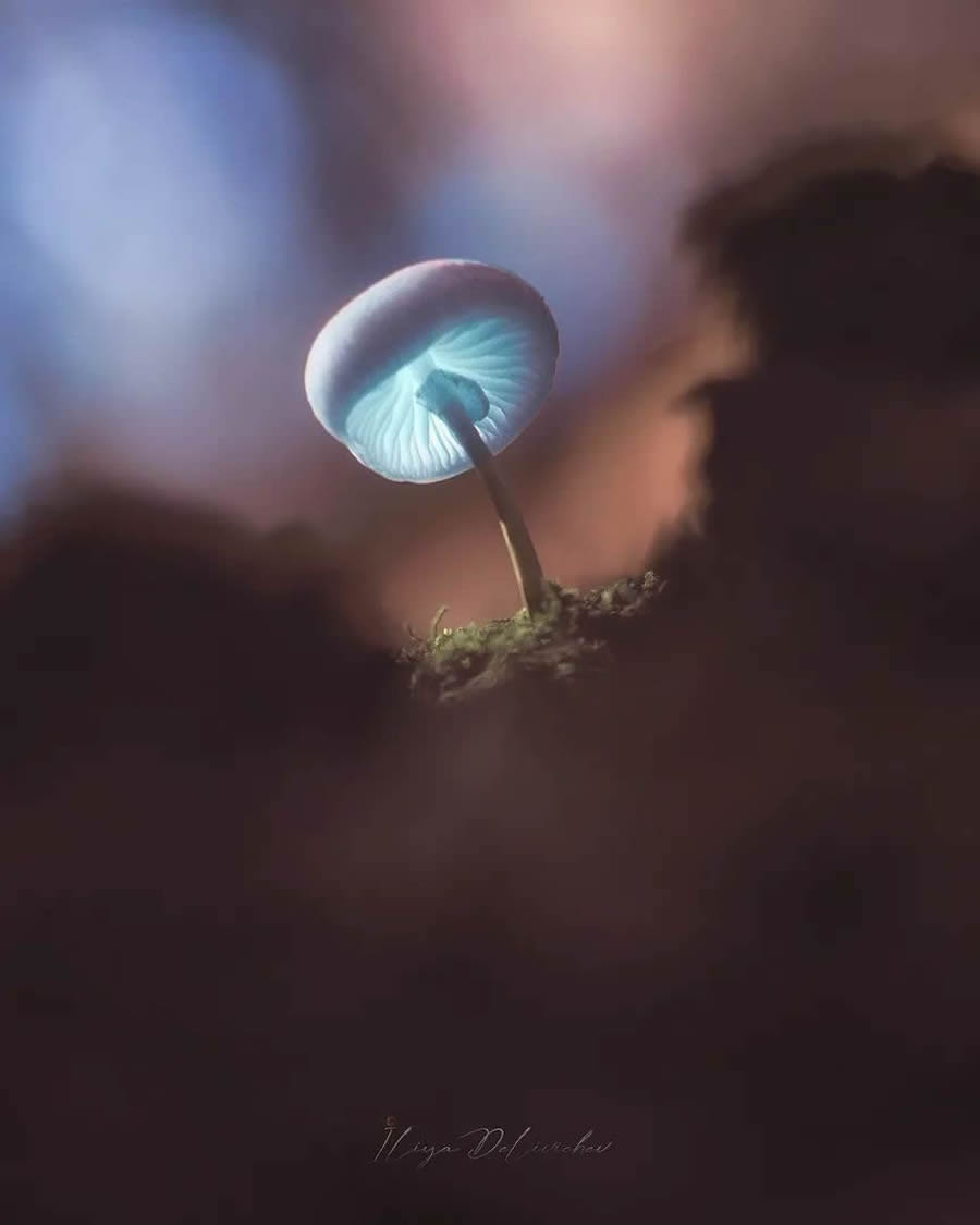 Mesmerizing Macro Photos Of Mushrooms By Iliya Delivichev