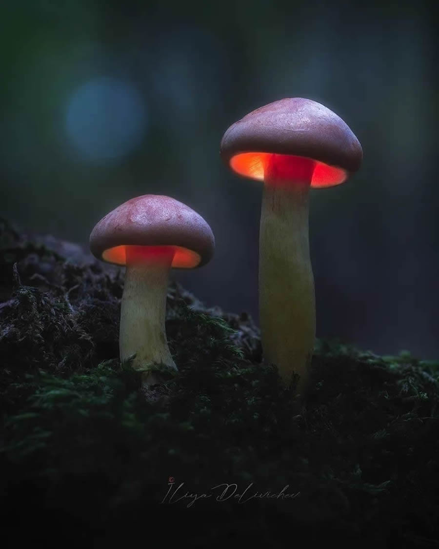 Mesmerizing Macro Photos Of Mushrooms By Iliya Delivichev