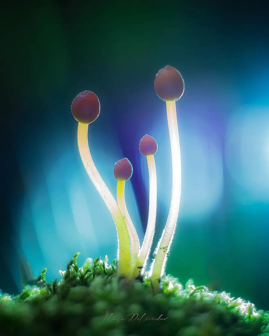 Mesmerizing Macro Photos Of Mushrooms By Iliya Delivichev