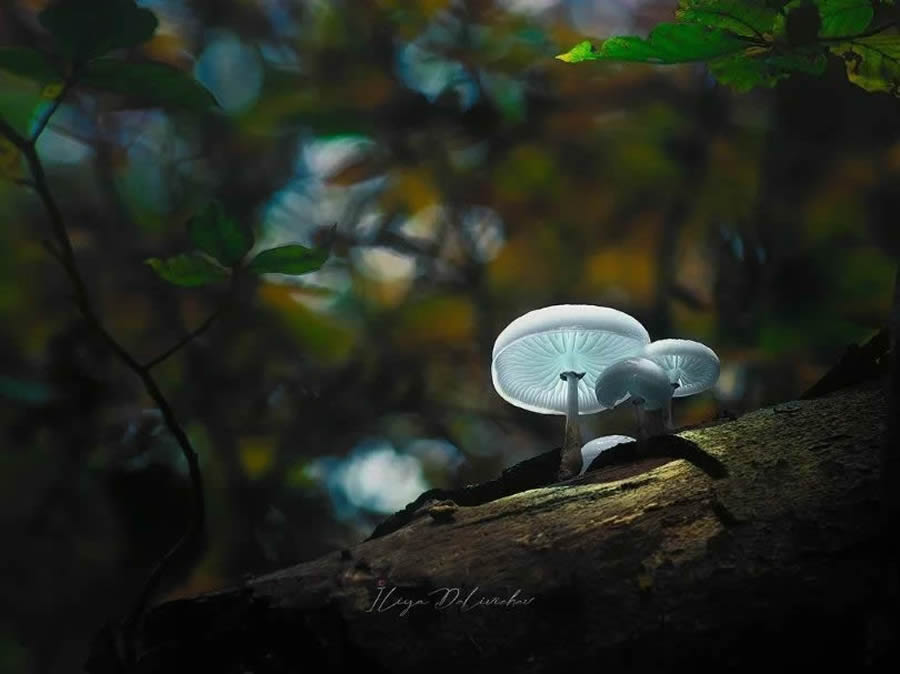 Mesmerizing Macro Photos Of Mushrooms By Iliya Delivichev