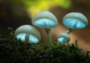 Mesmerizing Macro Photos Of Mushrooms By Iliya Delivichev