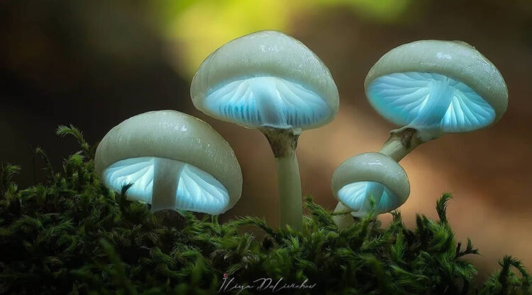 Mesmerizing Macro Photos Of Mushrooms By Iliya Delivichev