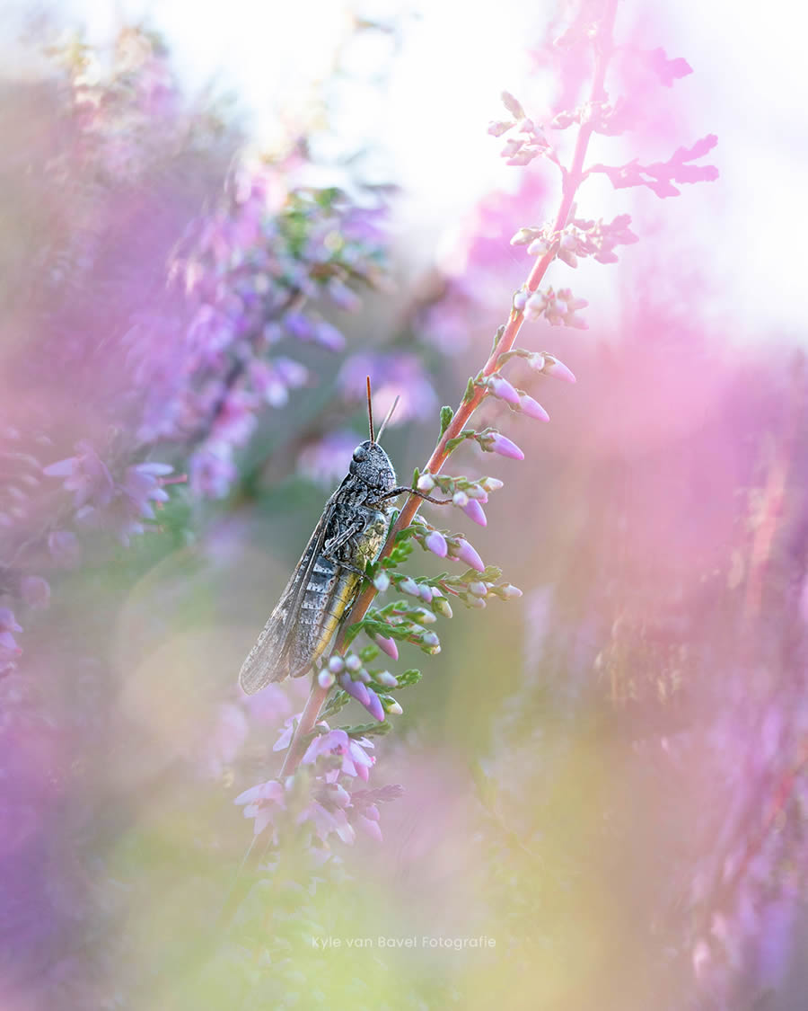 Macro Photography Of Flowers And Insects By Kyle van Bavel