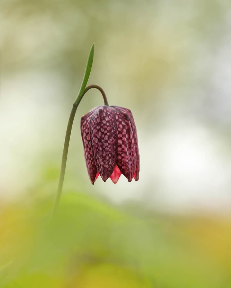 Macro Photography Of Flowers And Insects By Kyle van Bavel