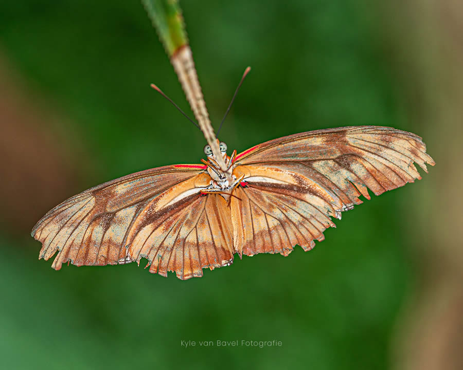 Macro Photography Of Flowers And Insects By Kyle van Bavel