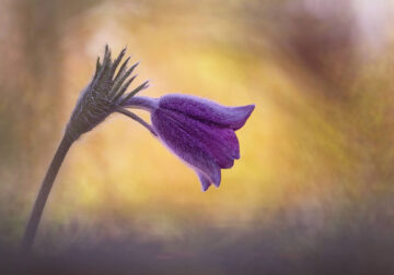 Macro Photography Of Flowers And Insects By Kyle van Bavel