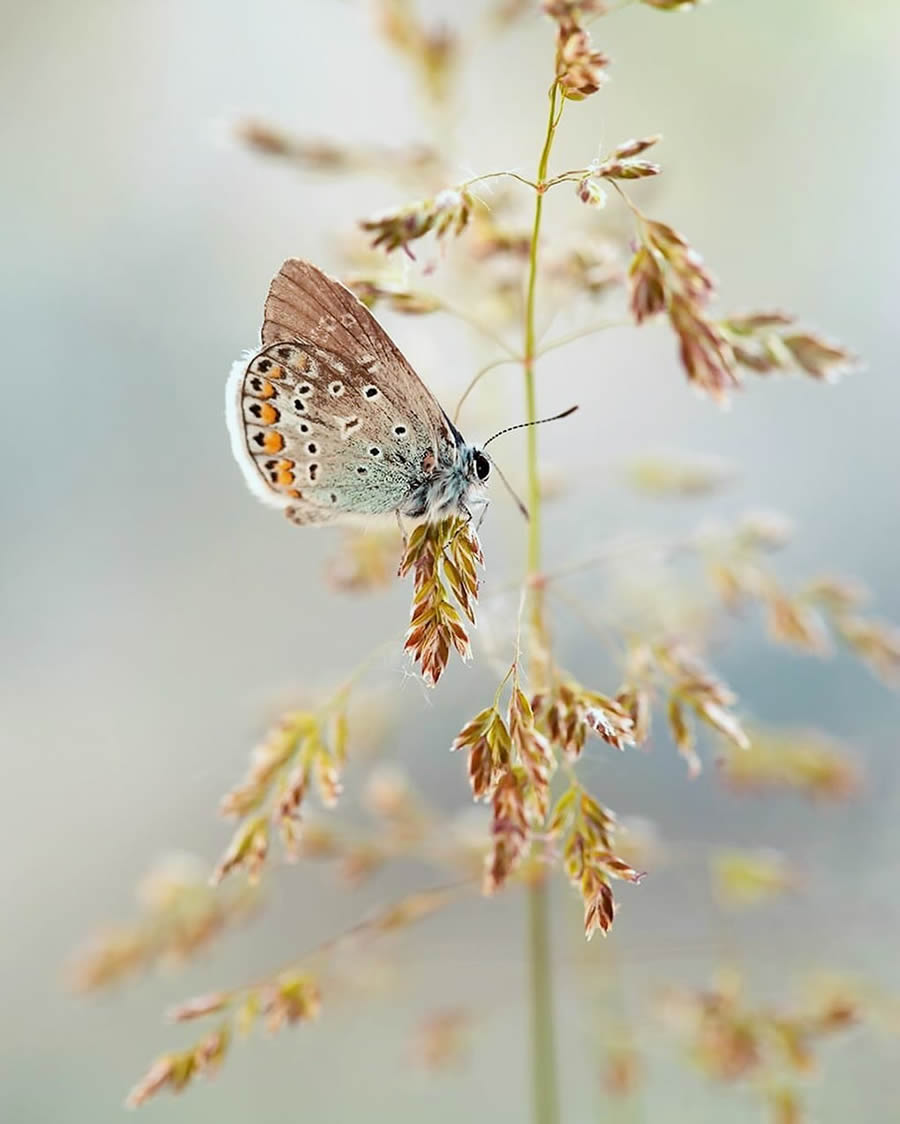 Magical Macro Photos Of Flowers And Butterflies By Kasia Pietraszko