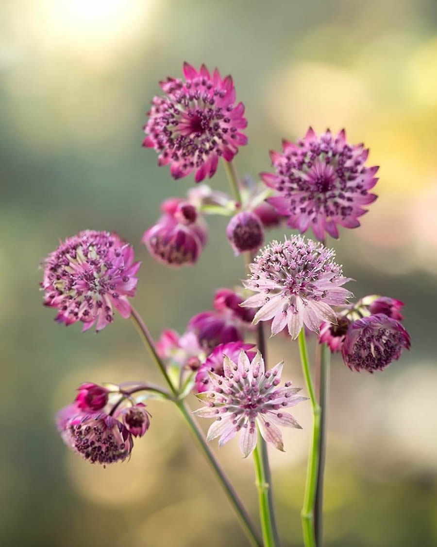 Magical Macro Photos Of Flowers And Butterflies By Kasia Pietraszko