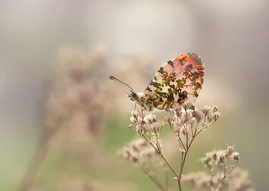 Magical Macro Photos Of Flowers And Butterflies By Kasia Pietraszko