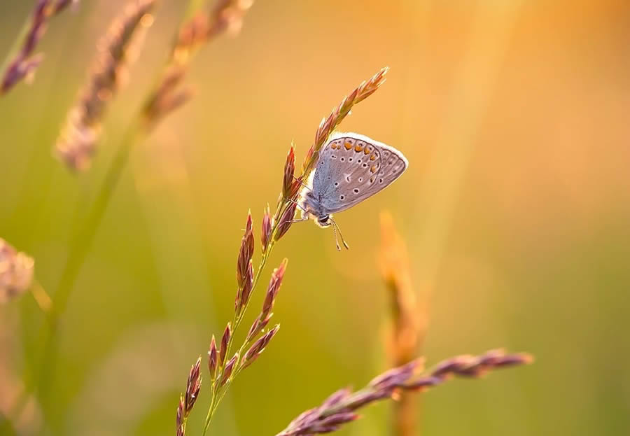 Magical Macro Photos Of Flowers And Butterflies By Kasia Pietraszko