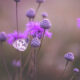 Magical Macro Photos Of Flowers And Butterflies By Kasia Pietraszko