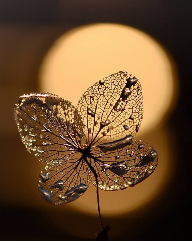 Macro Photos Of Leaves With Water Drops By Dorota Ulman