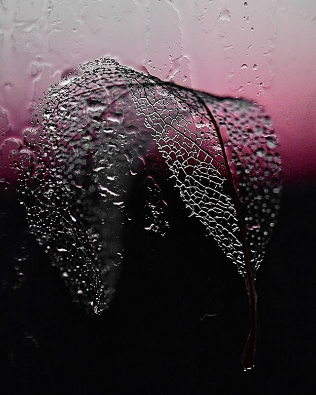 Macro Photos Of Leaves With Water Drops By Dorota Ulman