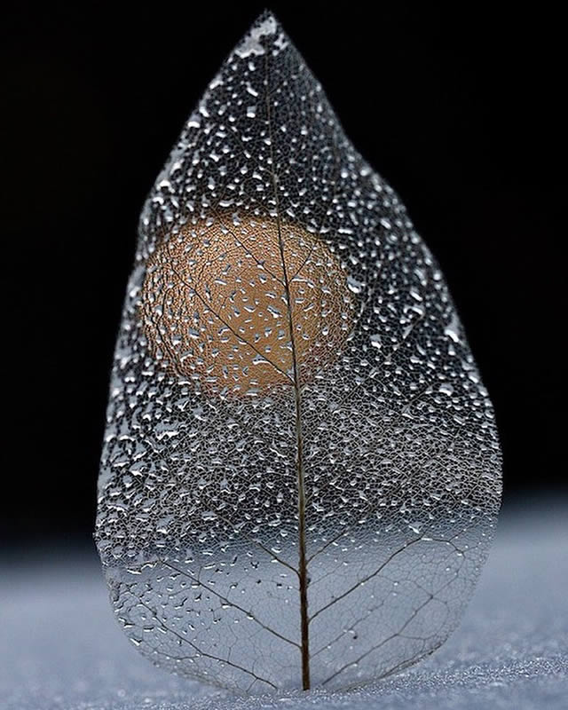 Macro Photos Of Leaves With Water Drops By Dorota Ulman