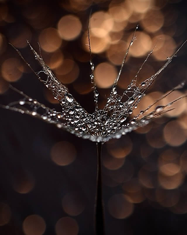 Macro Photos Of Leaves With Water Drops By Dorota Ulman