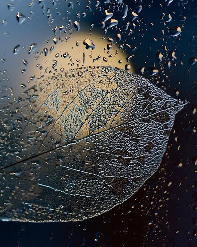 Macro Photos Of Leaves With Water Drops By Dorota Ulman