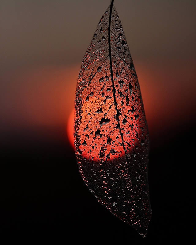 Macro Photos Of Leaves With Water Drops By Dorota Ulman