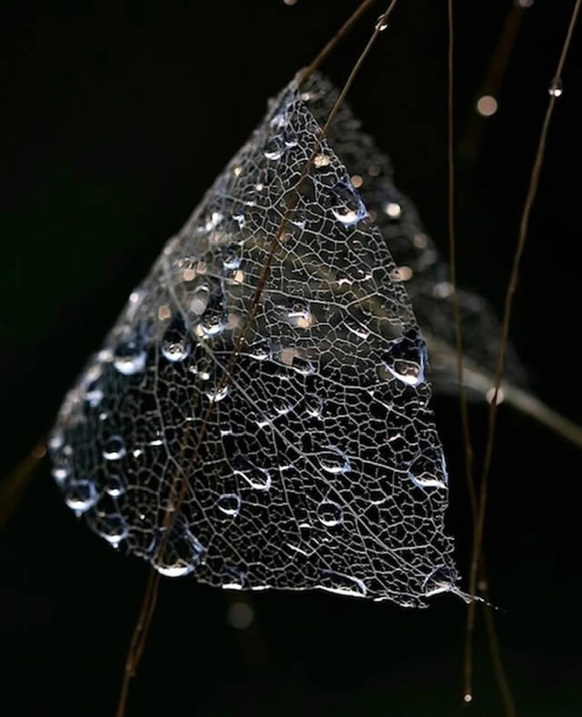 Macro Photos Of Leaves With Water Drops By Dorota Ulman