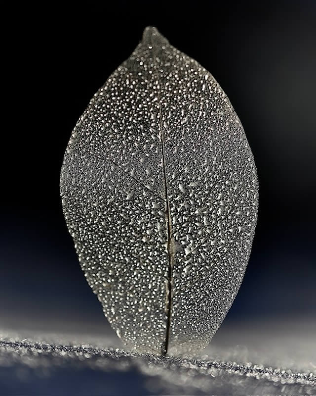 Macro Photos Of Leaves With Water Drops By Dorota Ulman