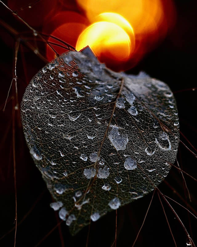 Macro Photos Of Leaves With Water Drops By Dorota Ulman