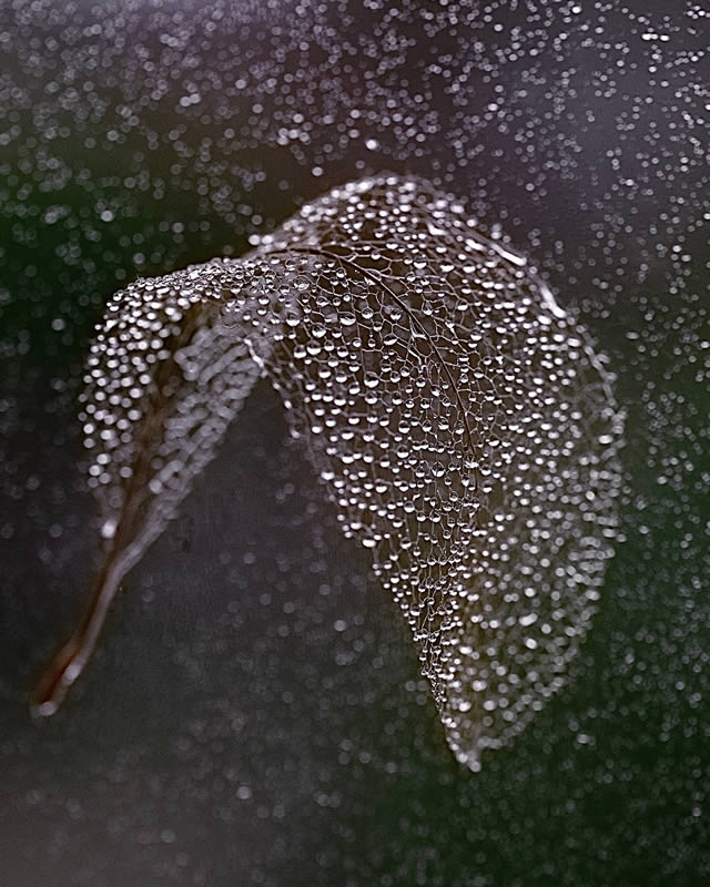 Macro Photos Of Leaves With Water Drops By Dorota Ulman