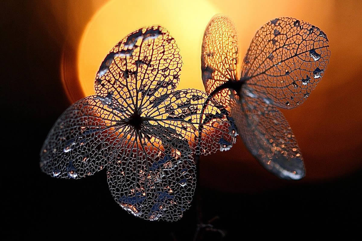 Macro Photos Of Leaves With Water Drops By Dorota Ulman