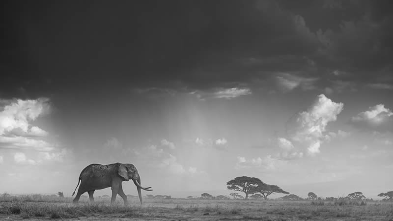 2024 Nature and Wildlife Monivisions Black and White Photography Awards