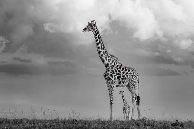 2024 Nature and Wildlife Monivisions Black and White Photography Awards